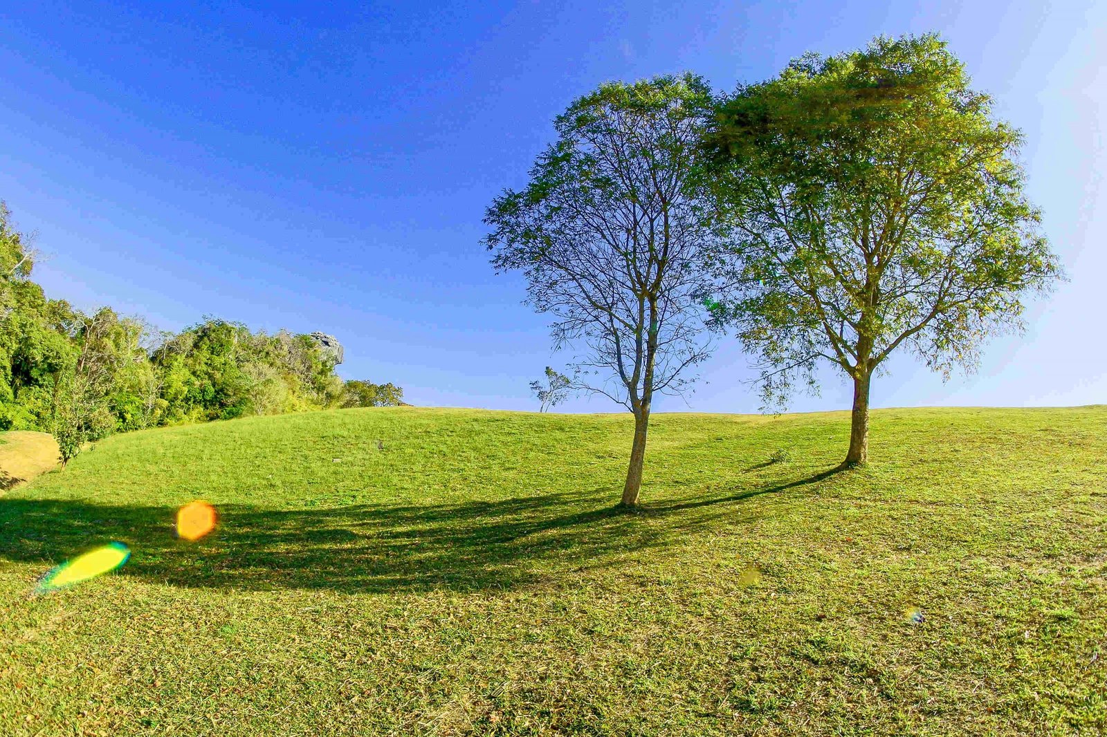 Is greenery the secret to longevity?